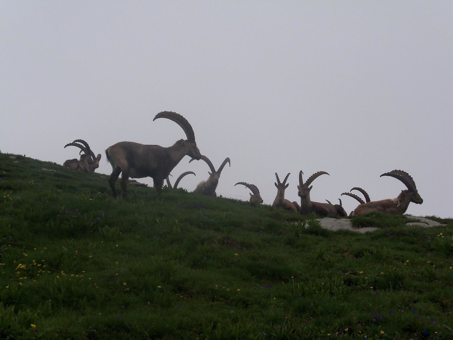 Les bouquetins de la Tête de Lindar