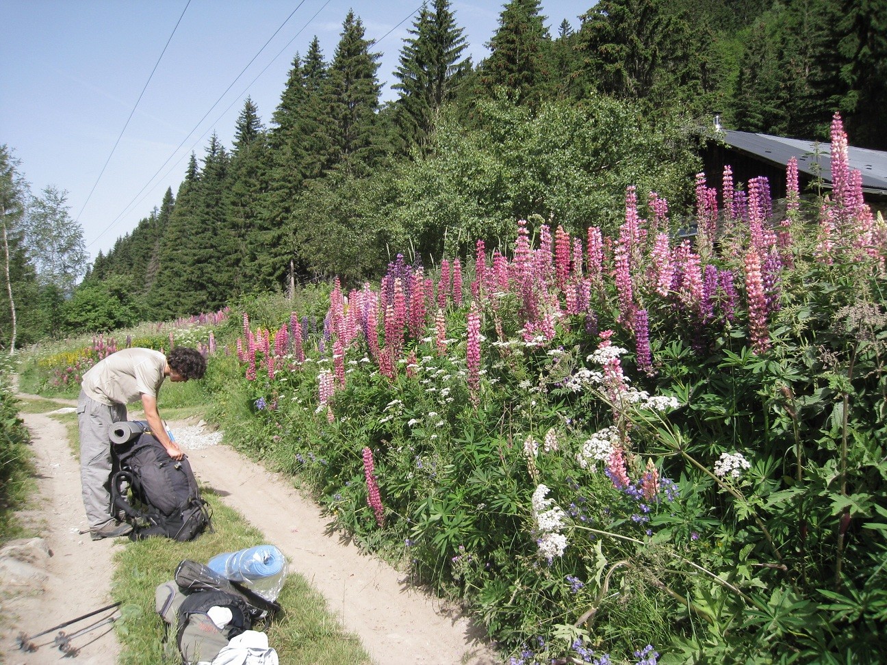descente vers Crozat - champ de lupins