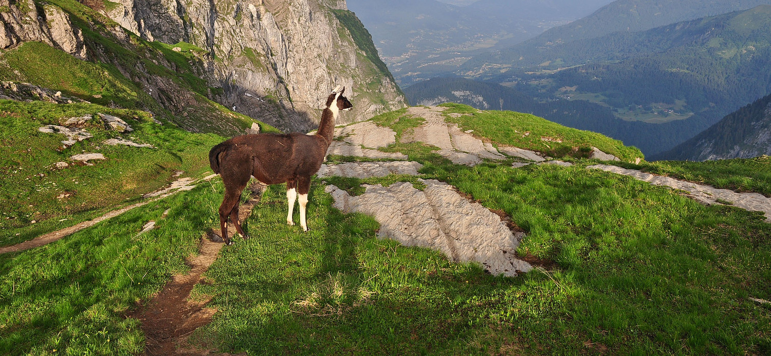 Lama au petit matin ....