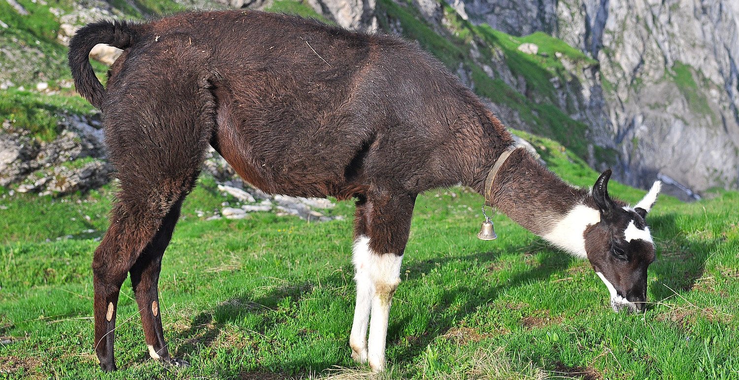 Lama sous le lac des Chambres