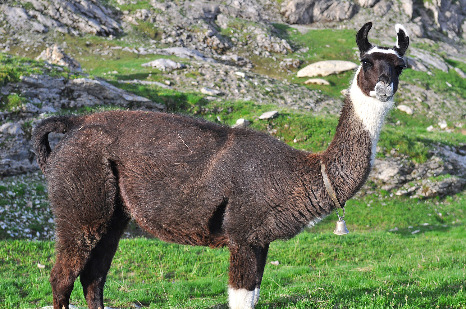 Lama à clochette