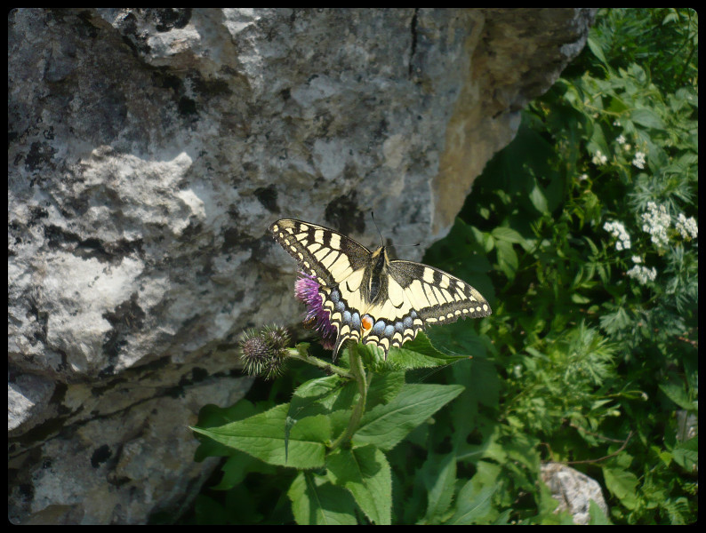 Nature luxuriante dans la gorge en contrebas