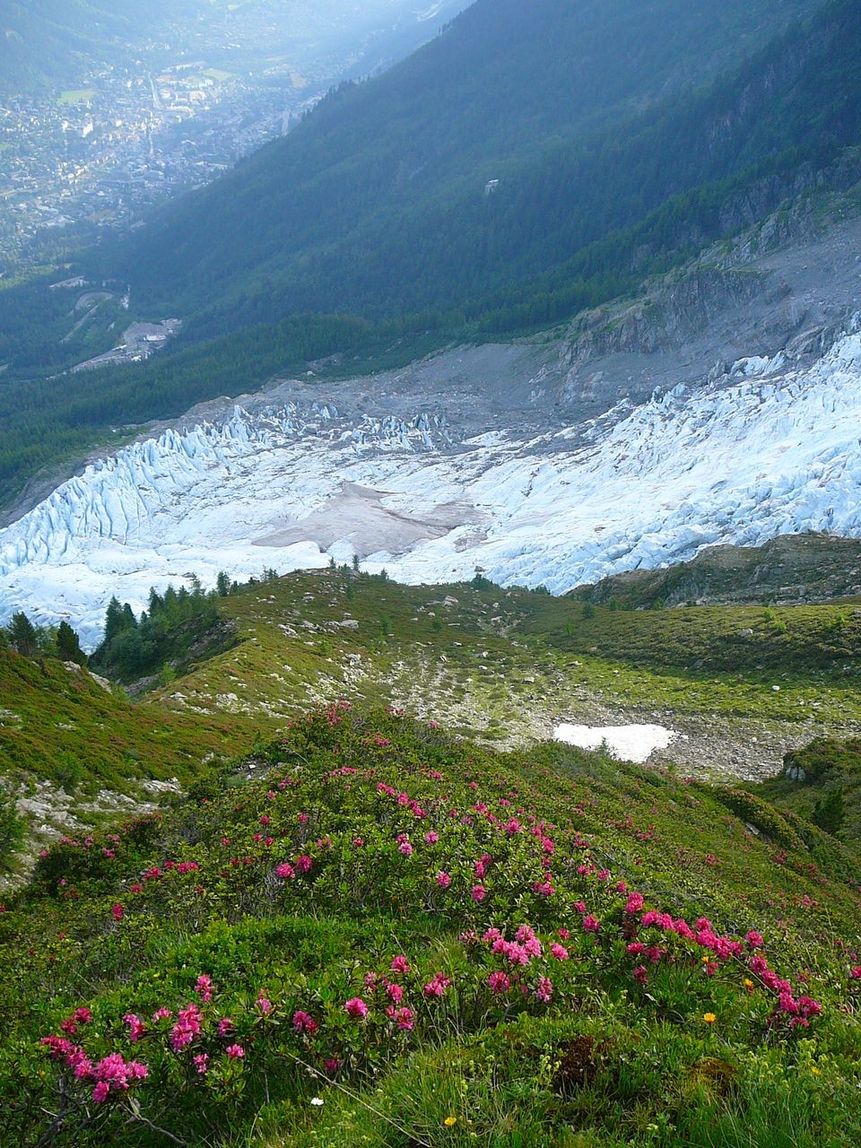 Rhodos sur fond de Glacier des Bossons depuis le bec du Corbeau