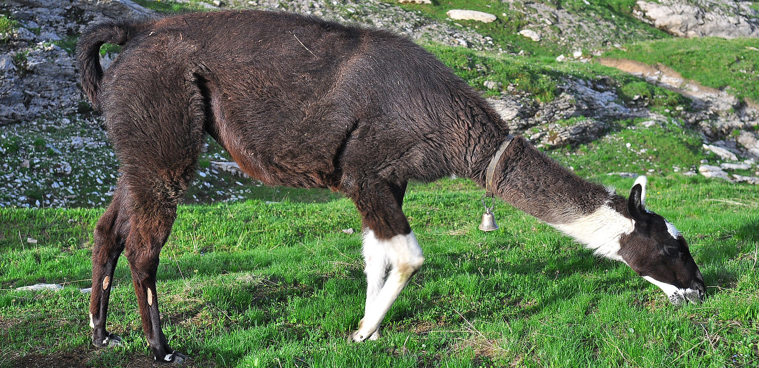 Aux Avoudrues, LE lama broute !