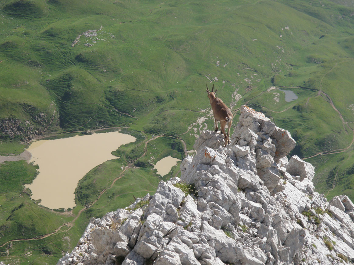 au départ du couloir de la pointe Blanche, couleur bouquetin