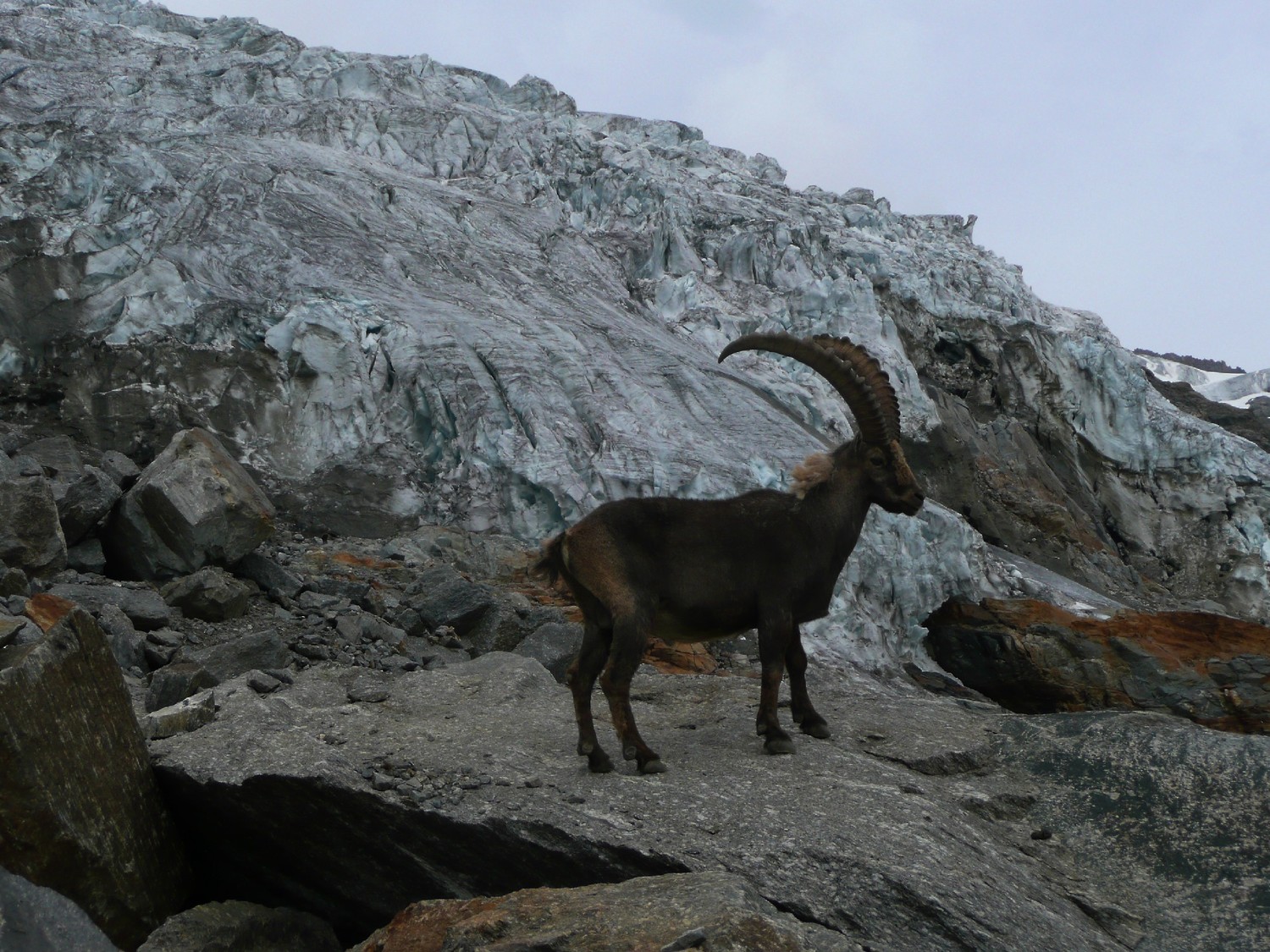 Bouquetin devant la langue du glacier de la Tribolazione (PN du Grand Paradis)