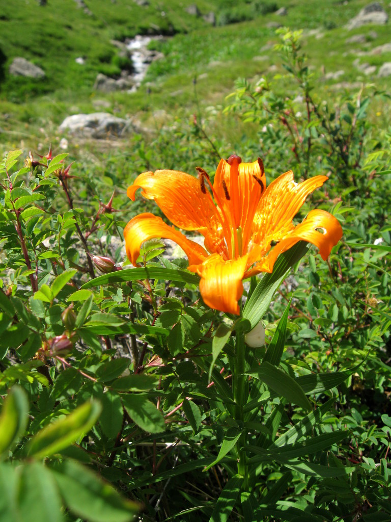 Lys orangé