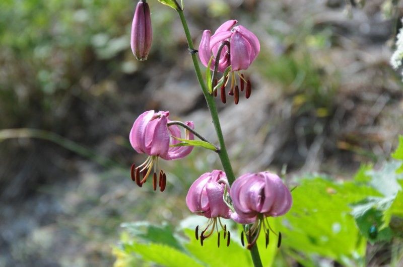 Lys Martagon: Simplon