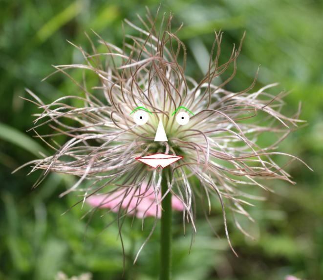 Punk Flore
