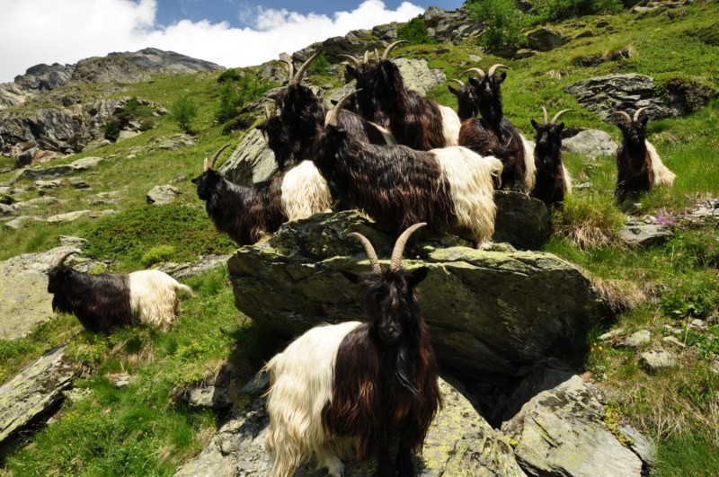 Chèvres bicolores