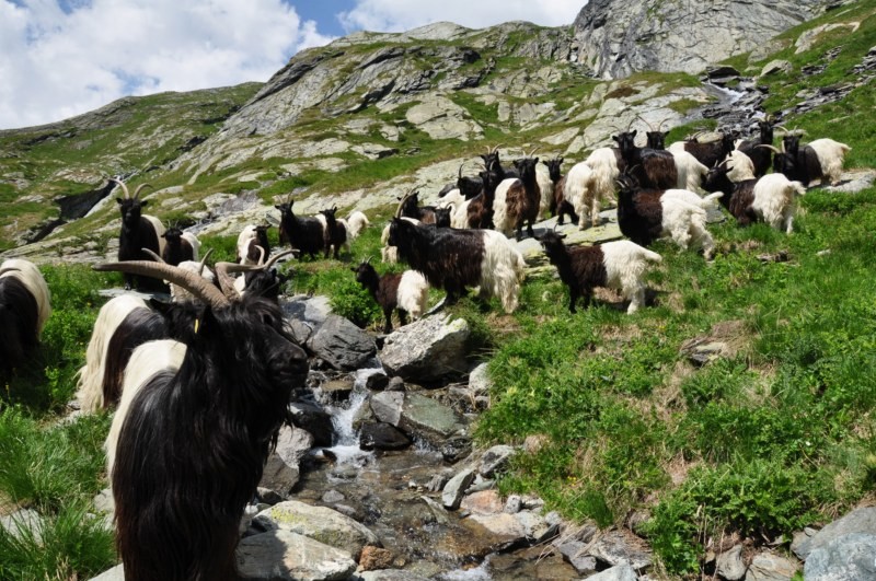 Le long du bisse du Hori