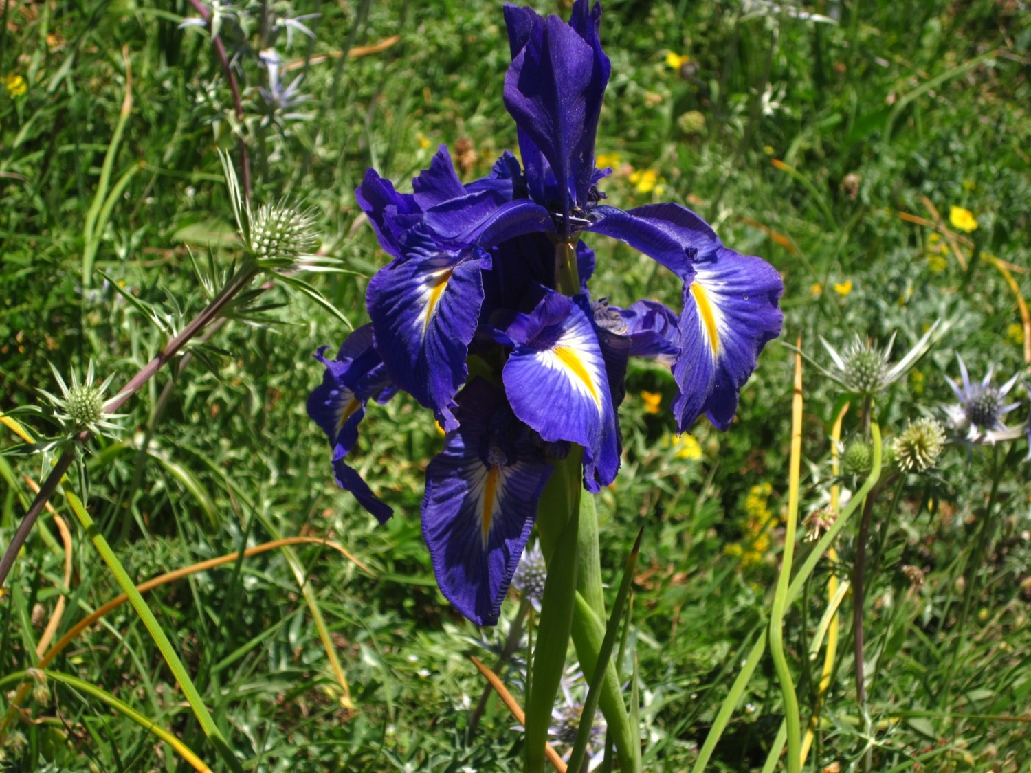 Iris des Pyrénées