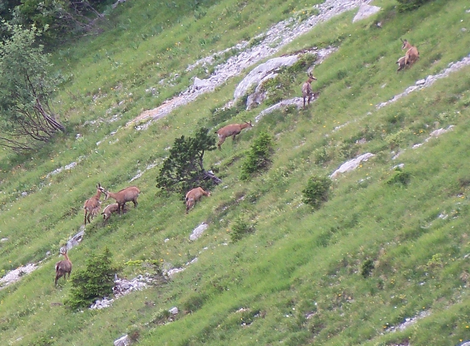 Chamois sous sangle du Jardin
