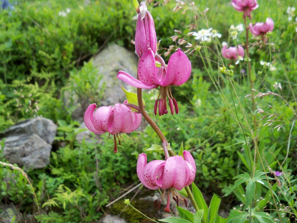 Lys Martagon