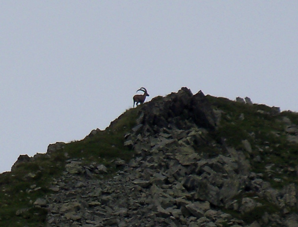 Enfin un bouquetin - arête opposé !.