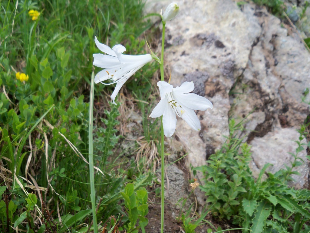 Lys de Saint Bruno
