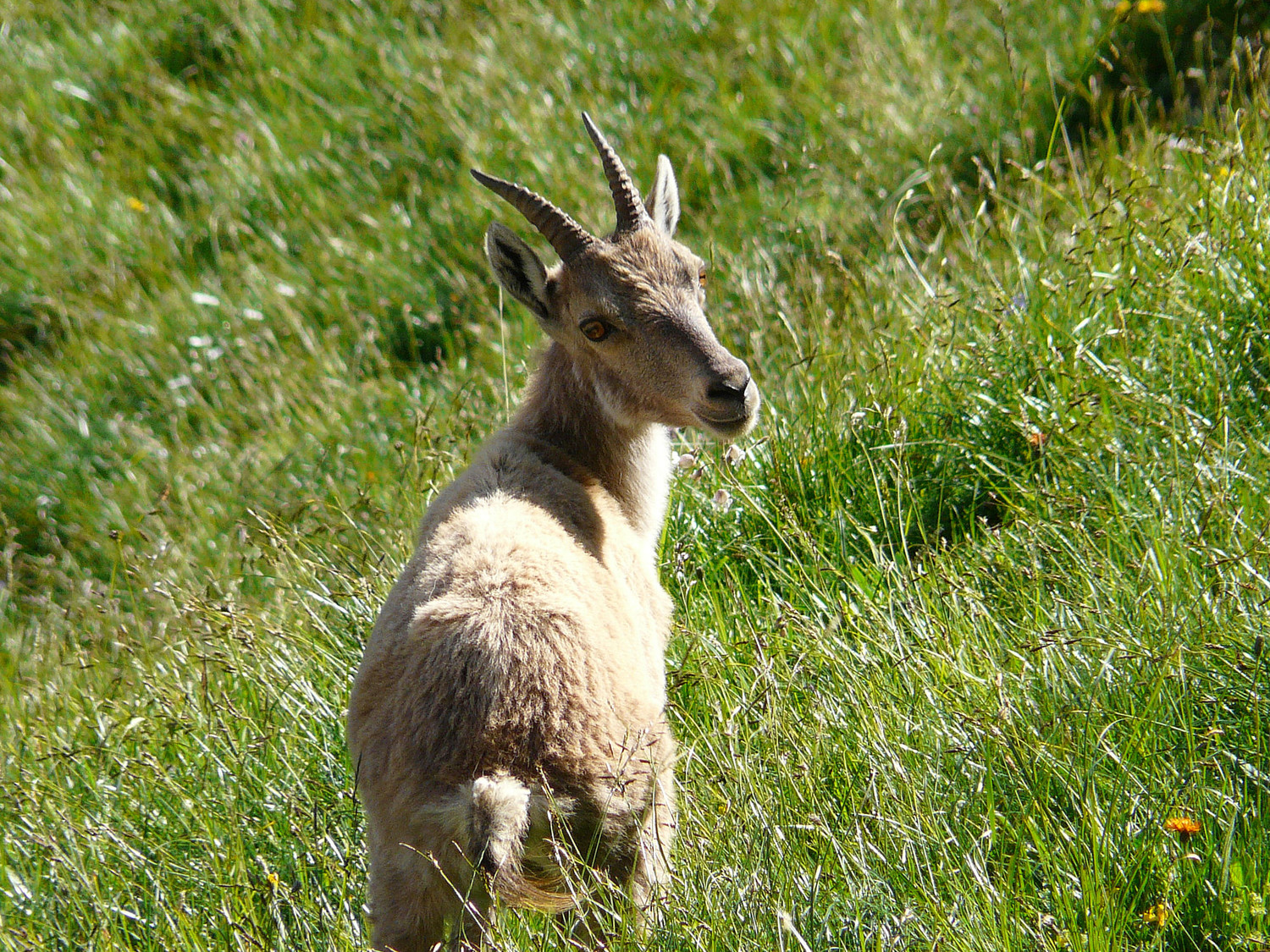 C'est mon herbe, passer votre chemin