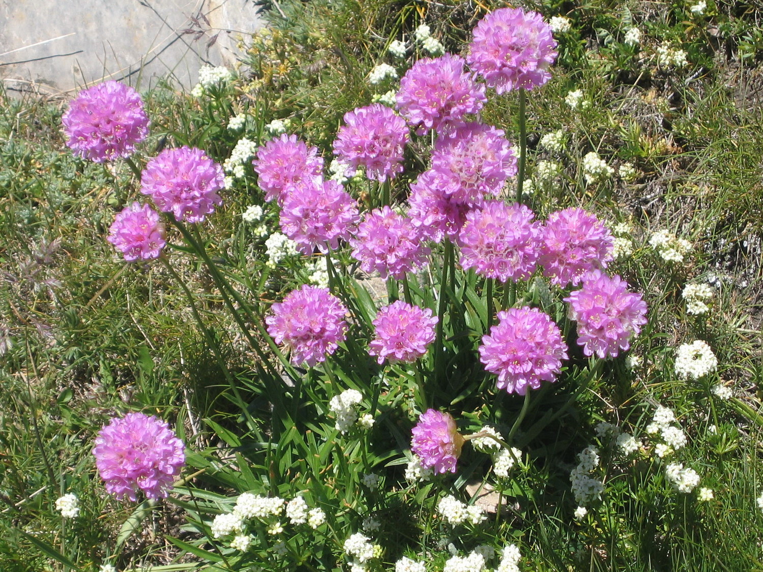armeria, sous la crête des Sauvages