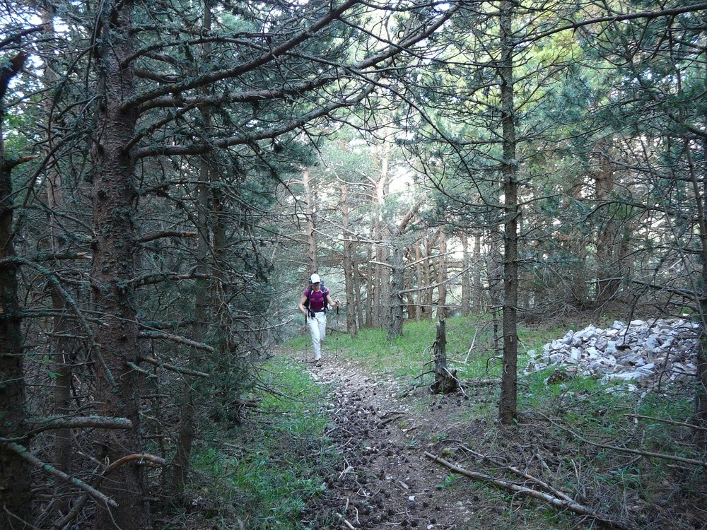 Sentier dans le Bois de Laye
