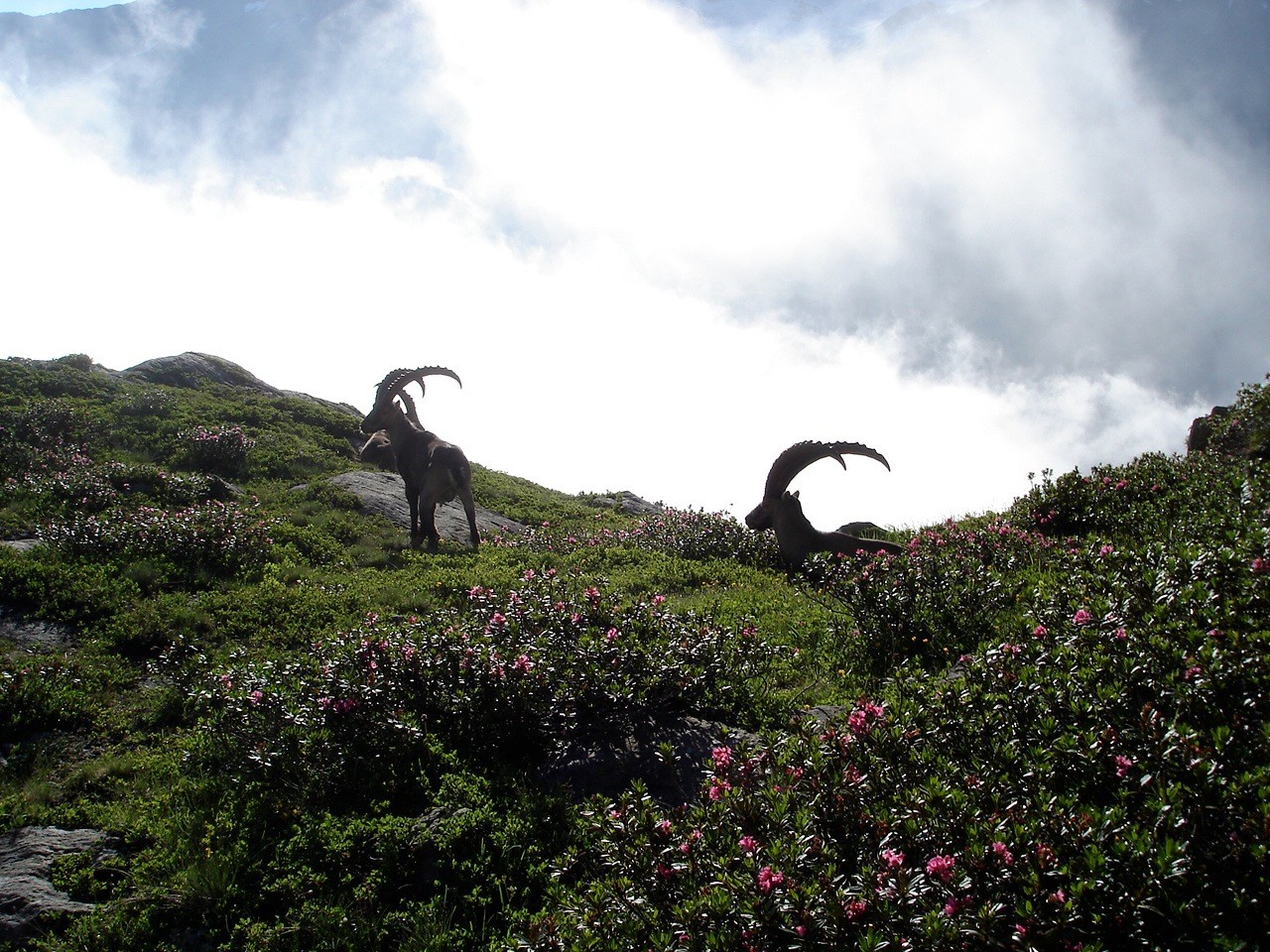 Bouquetins sur le sentier de la Remuaz