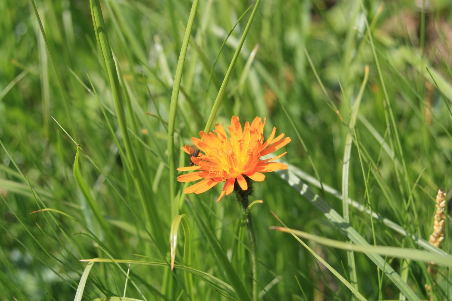Une fleur...
