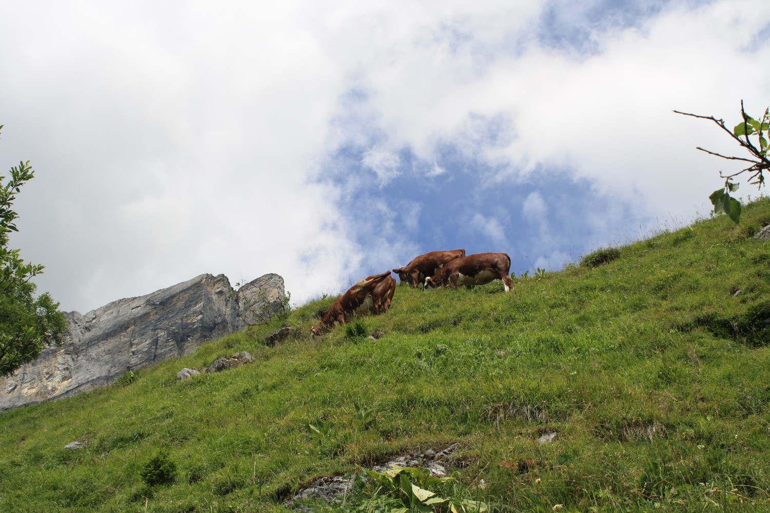 Il n'y a pas à dire, les Abondances ont le pied montagnard.