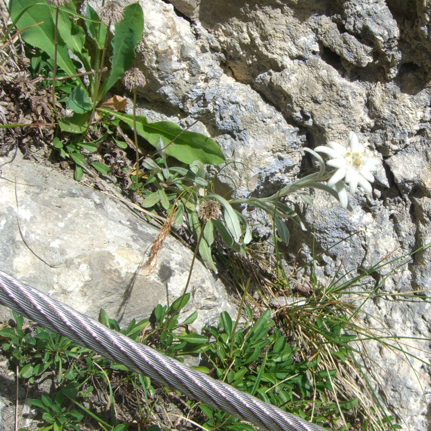 Dents de lanfon-Edelweis et fil dentaire