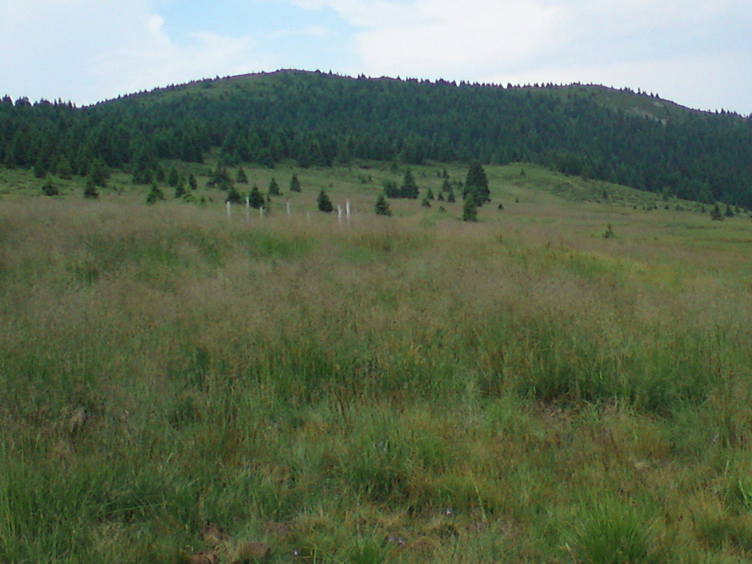 Le sommet de Harghita Mădăraș, au dessus la Madarasi Menedekház, en sortant du bois.