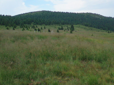 Le sommet de Harghita Mădăraș, au dessus la Madarasi Menedekház, en sortant du bois.