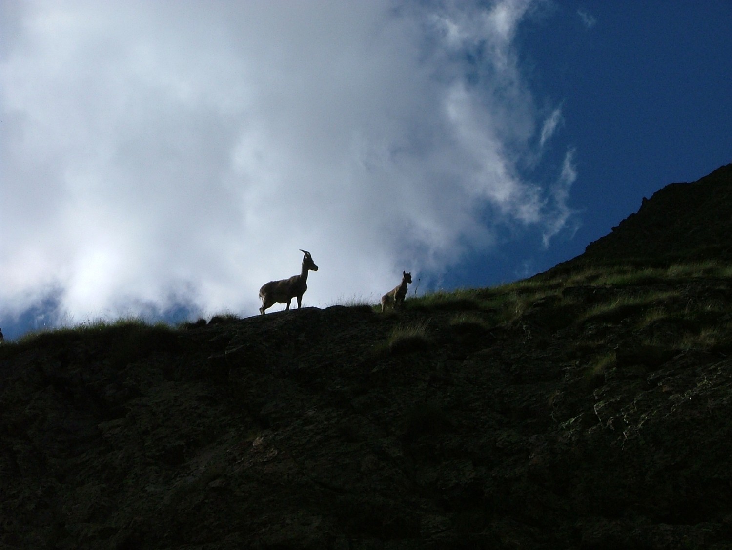 Tré la Tête, une étagne et son petit, en montant au bivouac du Pt Mt Blanc