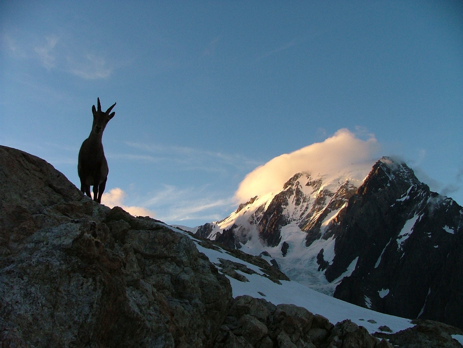 Tré la Tête, au bivouac du Pt Mt Blanc une étagne observe si les occupants abandonnent un peu de nourriture