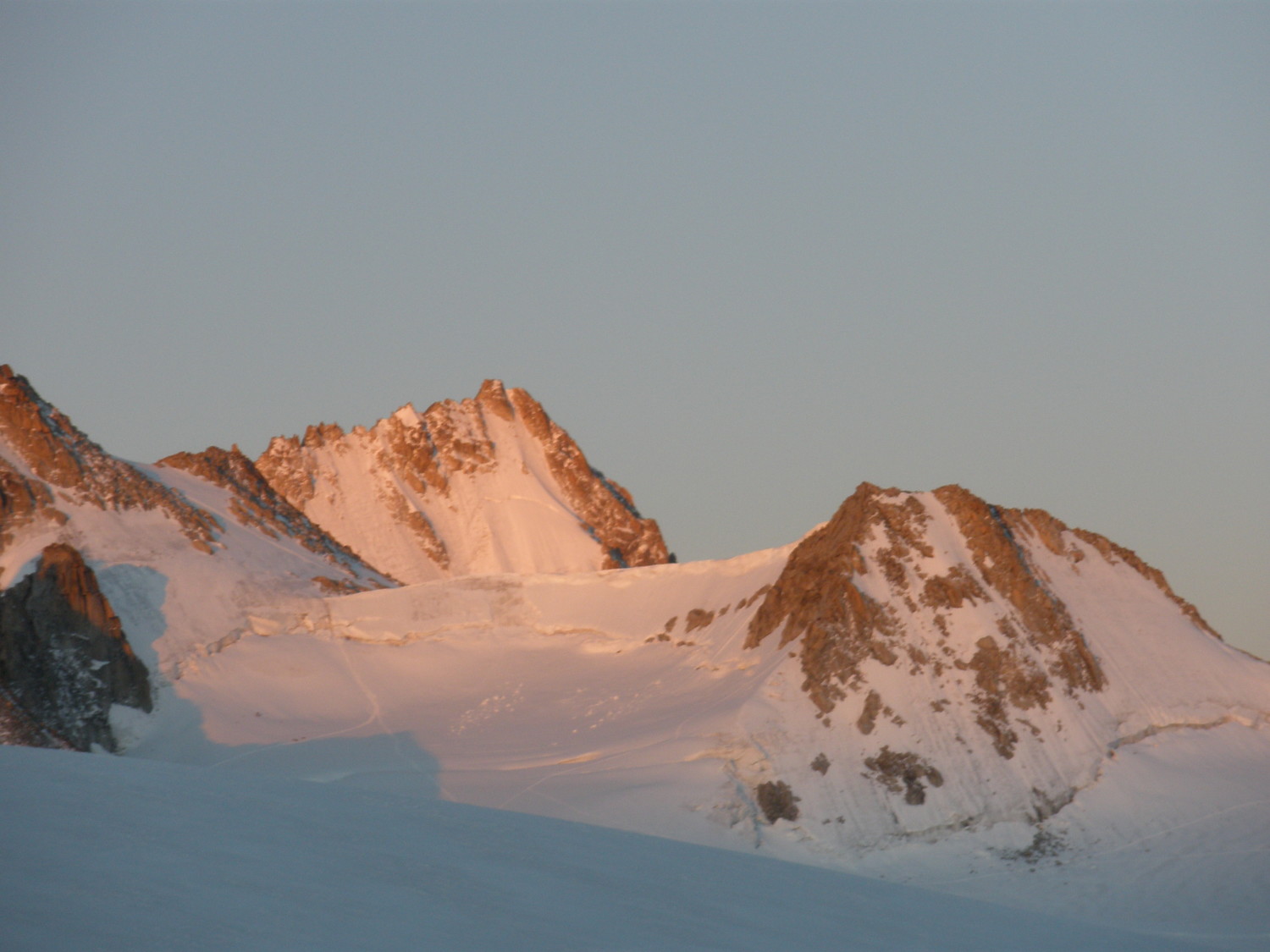 tête blanche et, en arrière-plan, le chardonnet
