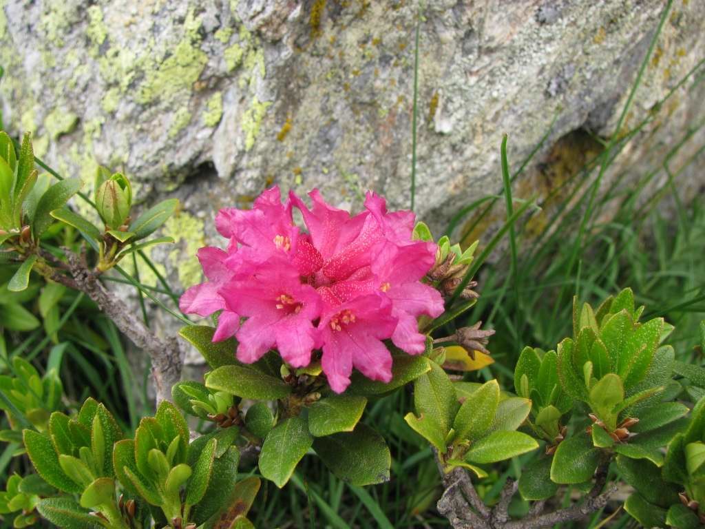 rhodos...