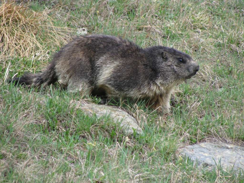 pas timide Mme la marmotte!