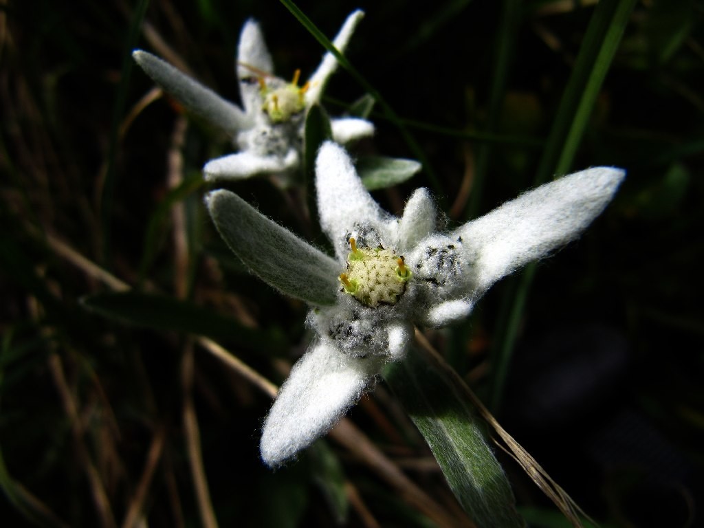 Edelweiss sur le sentier d'Adèle Planchard