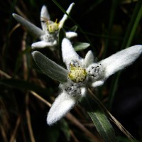 Edelweiss sur le sentier d'Adèle Planchard