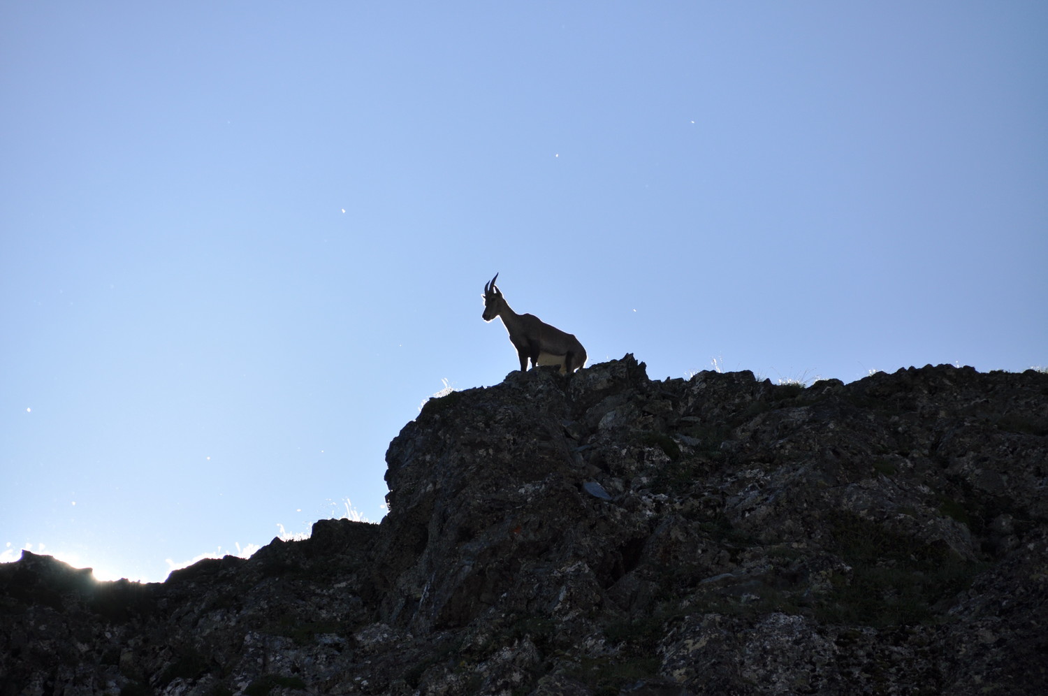 Chamois ou Bouquetin? en descendant du col de la mine de fer
