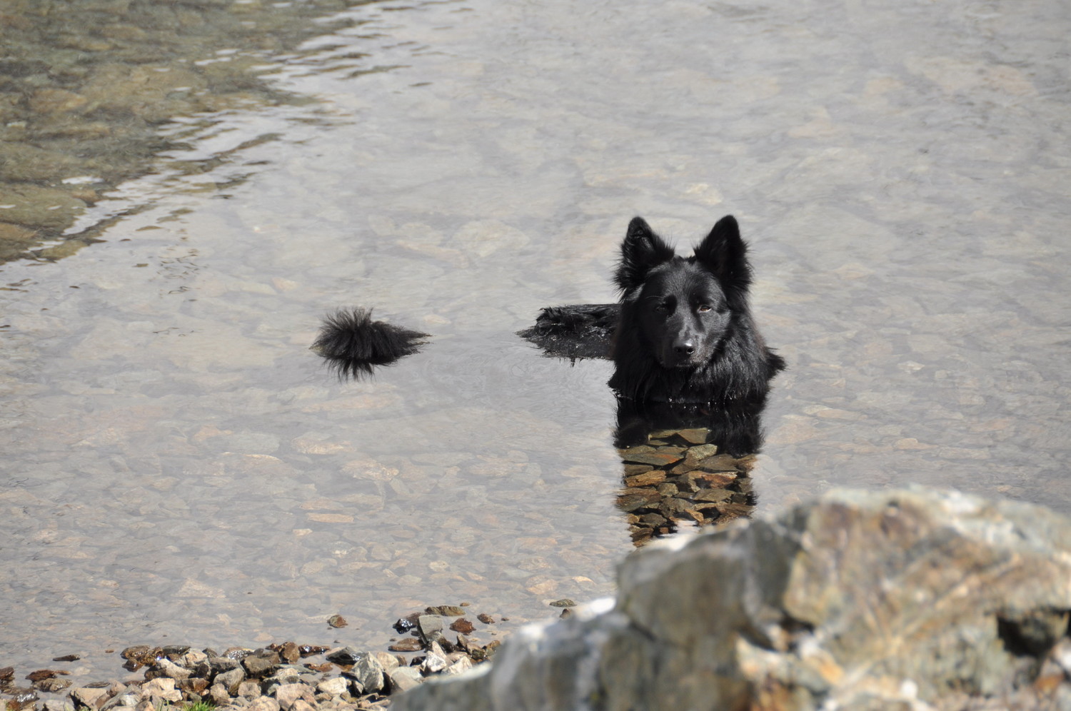 Maki, le loup qui préfère les lacs au moutons!