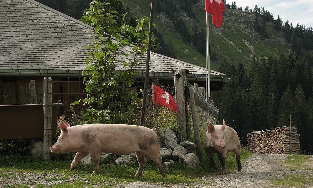 Cochons helvètes au sombre avenir (ferme Untere Euschels)