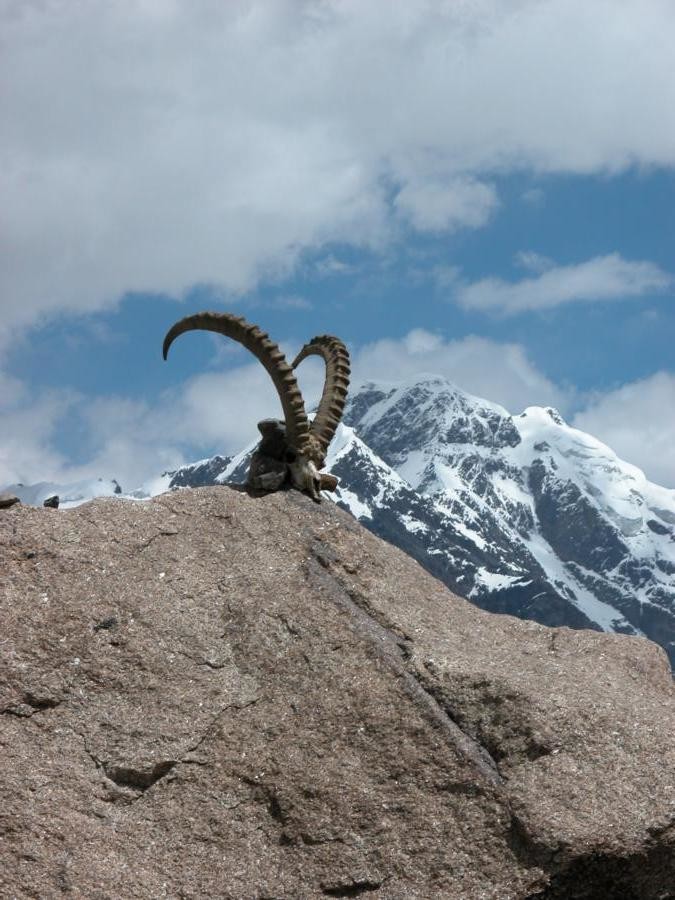 Cornes et crâne d'Ibex, deuxième jour de marche