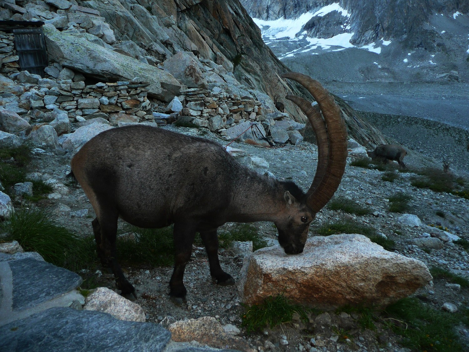 Bouquetins devant la cabane de Baltschieder