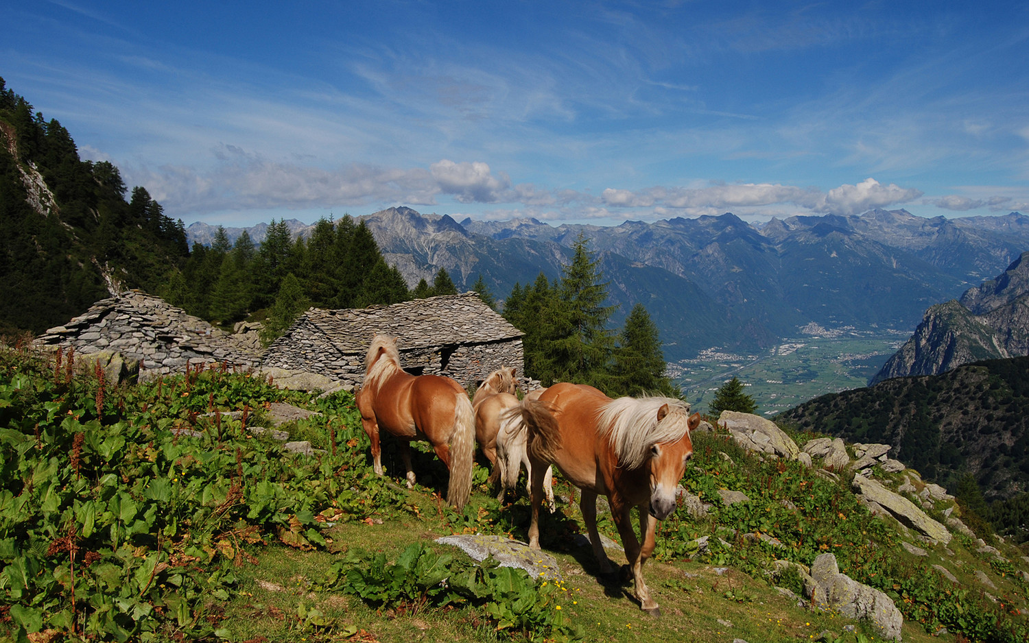 Cavalli all'alpe Codogno 1804 m.
