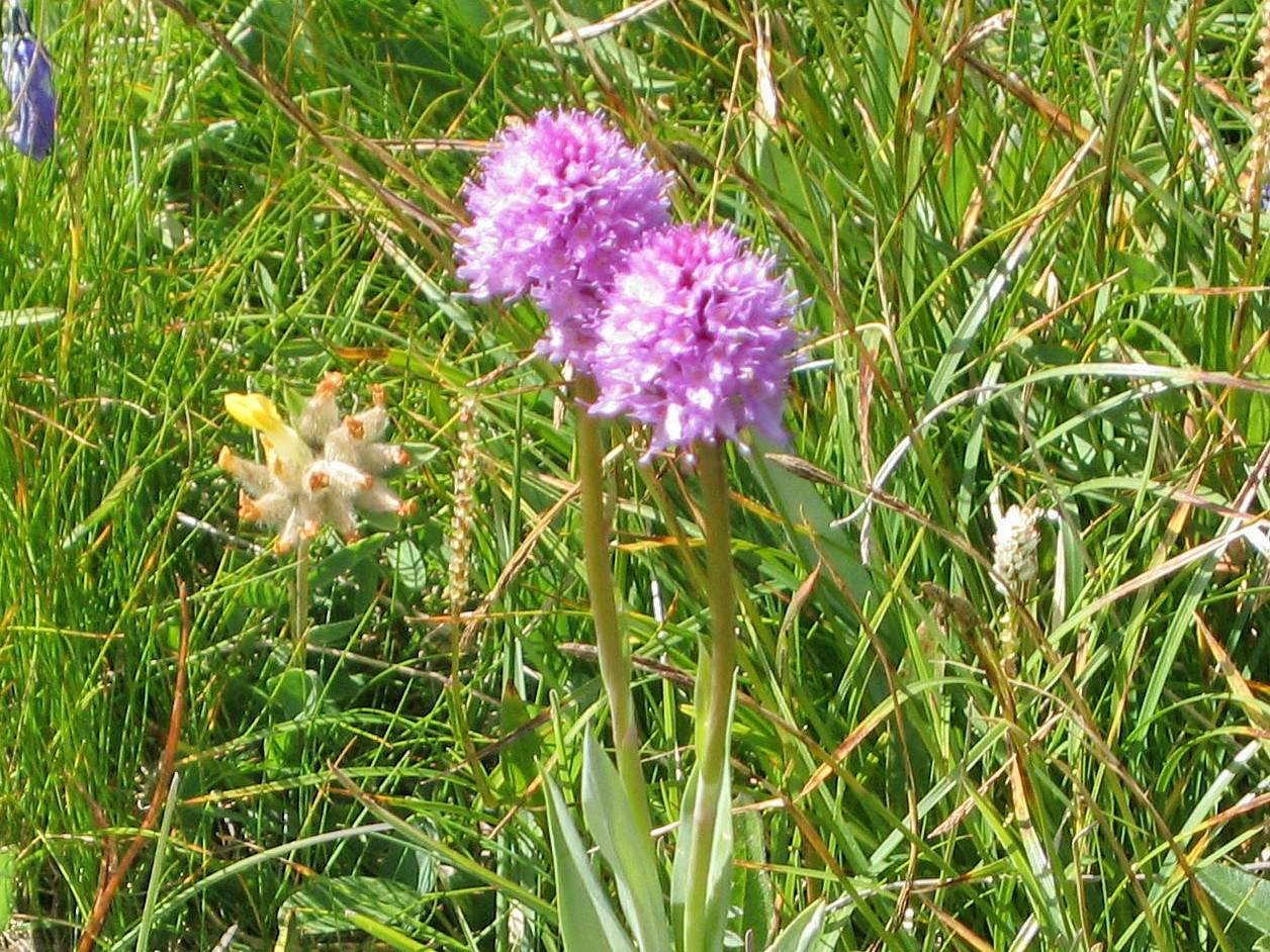 orchis, vers le Chateau