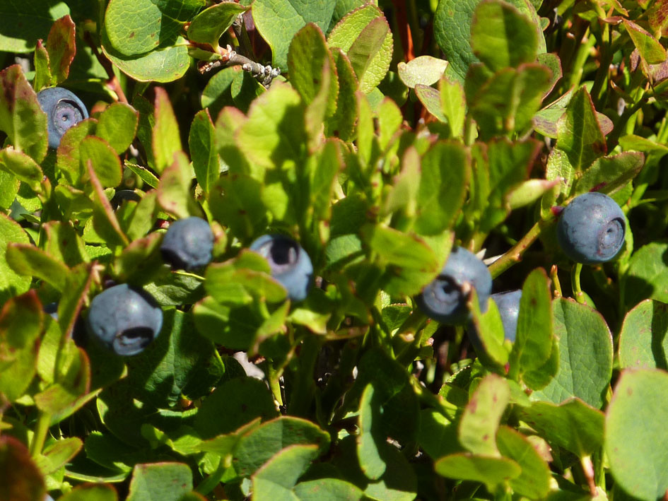 pause myrtilles
