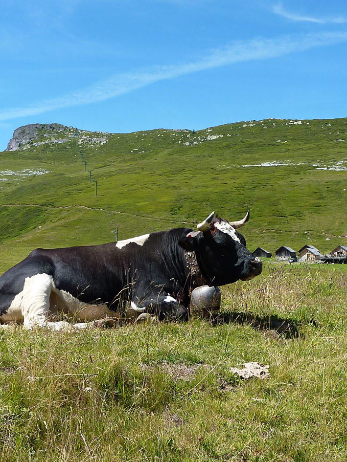 On va voir les vaches? 1