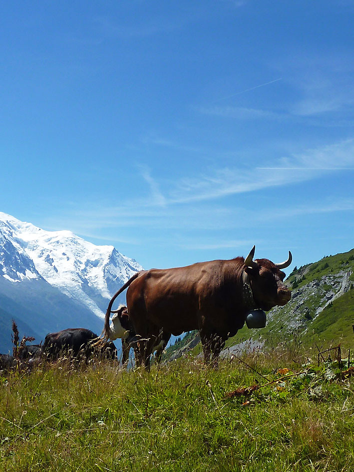 On va voir les vaches? 2
