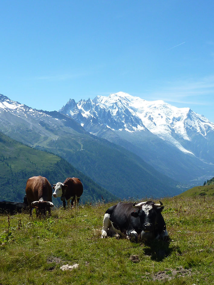 On va voir les vaches? 3 .....ah non, j'en ai marre!