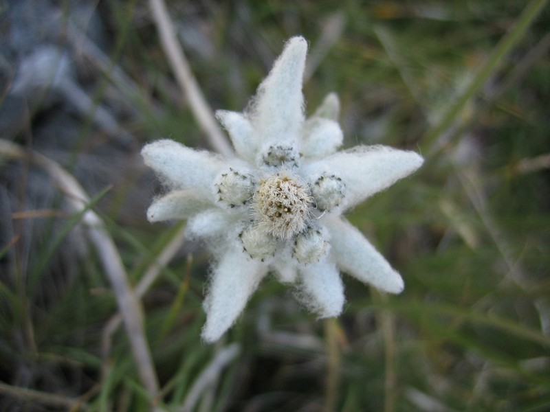Edelweiss