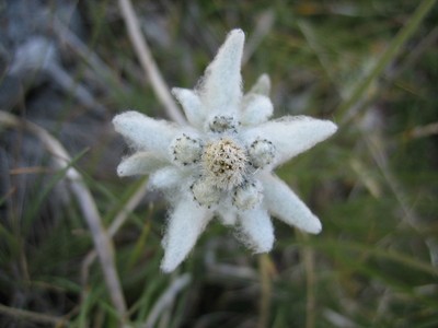 Edelweiss