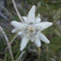 Edelweiss